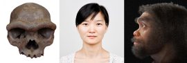 Колаж: (лево) Черепот од Харбин, фото од Чиамеи Фу преку Википедија (CC BY). (средина) Профилна слика на д-р Фу од Resarch Gate. (десно) Реконструкција на ликот на праисторискиот човек од Харбин од бразилскиот уметник Цицеро Мораес (CC BY 4.0)
